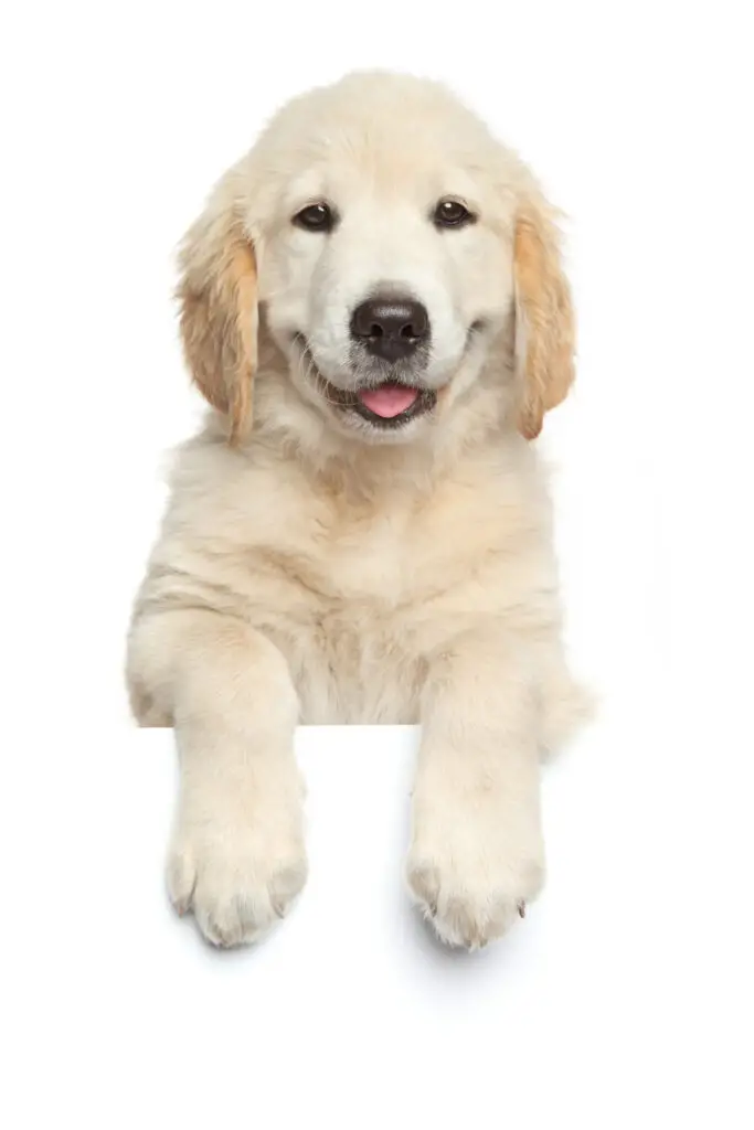 Best Dog Foods Safe For Arthritis and Joint Mobility Issues