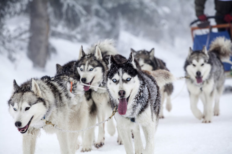 Snow Sled Dog Bites And Liability | Canadian Law
