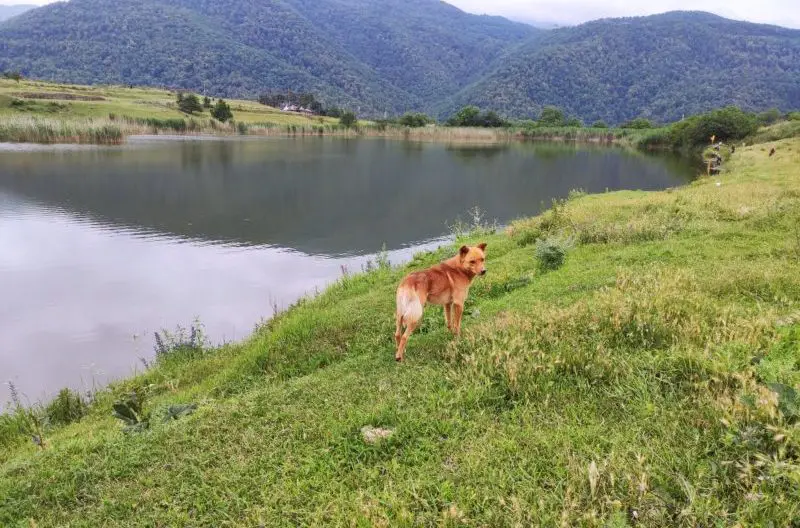 do the wireless dog fences work