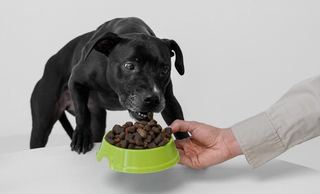 best dog food for arthritis