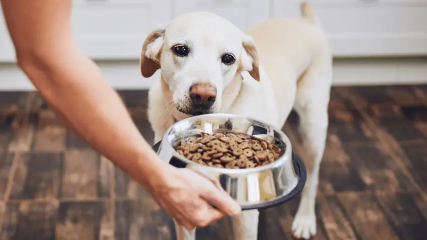 best dog foods safe for arthritis and joint mobility issues