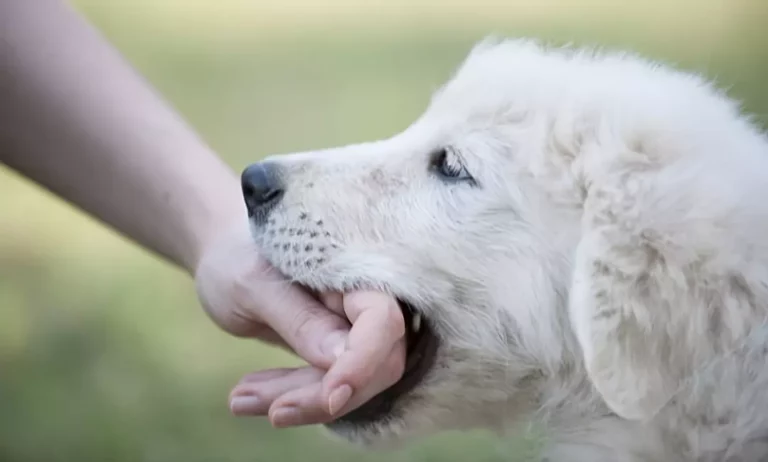 Can A Puppy Be Liable For A Dog Bite? What Should You Know