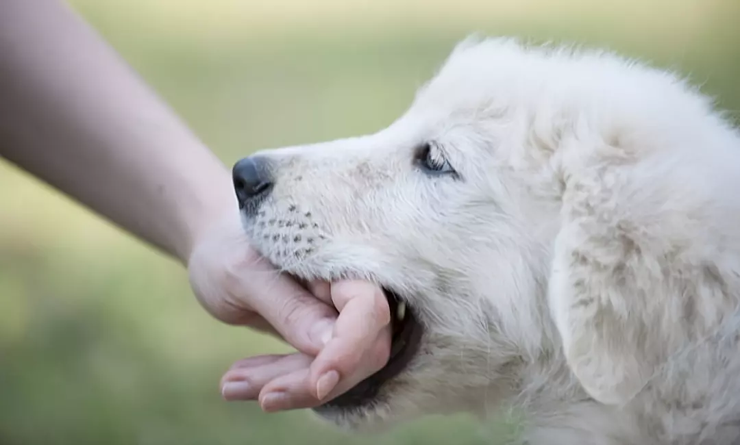 can a puppy be liable for a dog bite