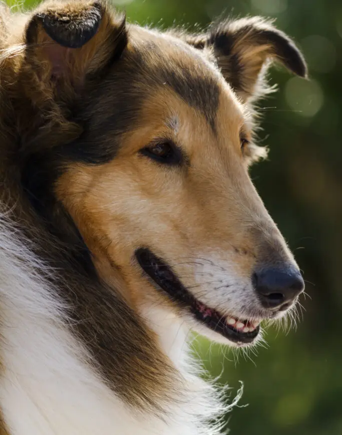 dangerous breeds in ohio