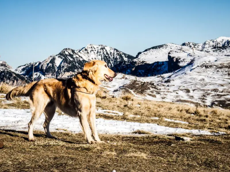 best wireless dog fence for hills