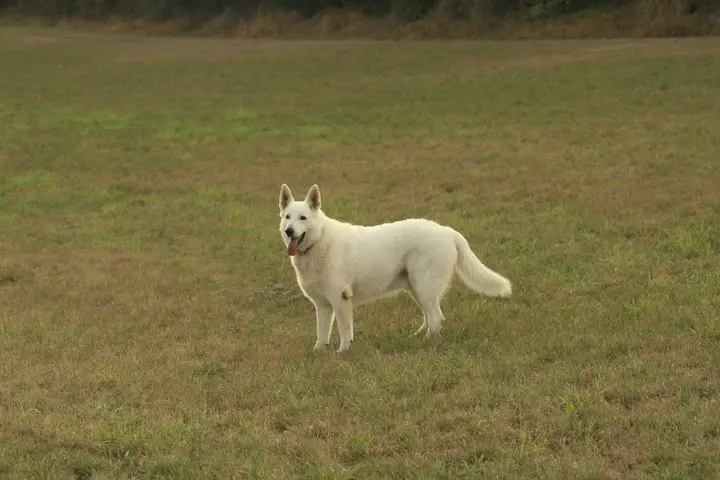 best wireless dog fence for large area