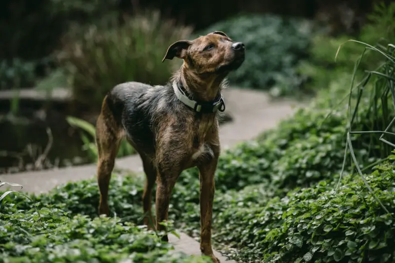 best gps wireless dog fence