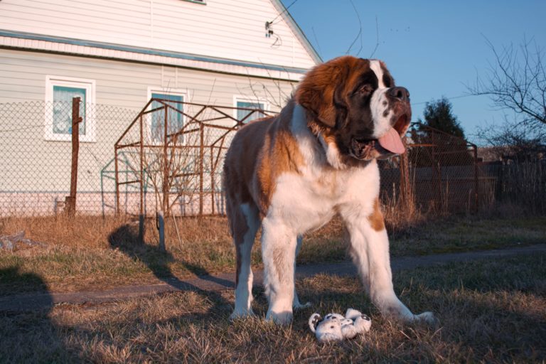 Best Wireless Dog Fence For Large Dogs: 5 Reliable Options Here!