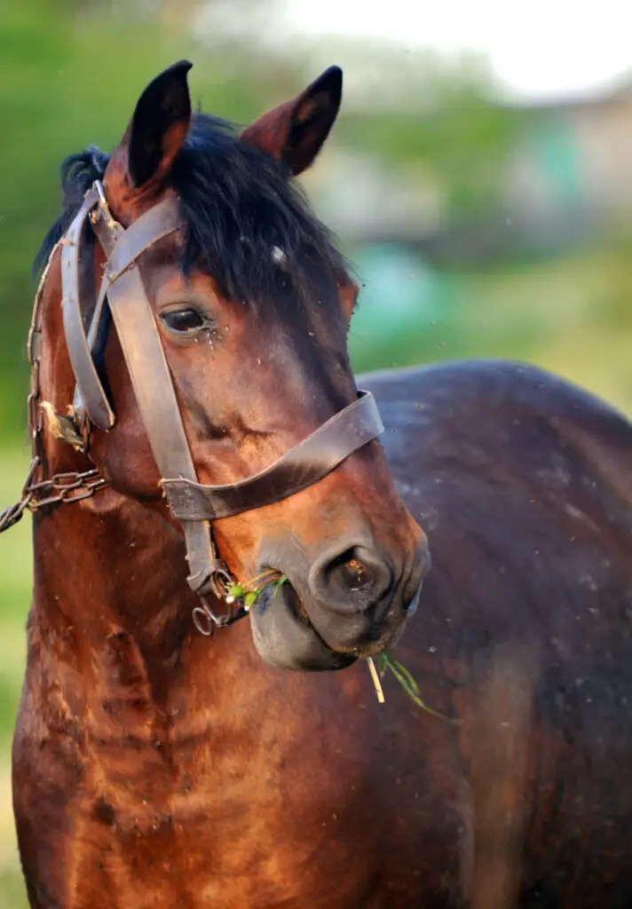 Health Risks Of Eggs To Your Horses