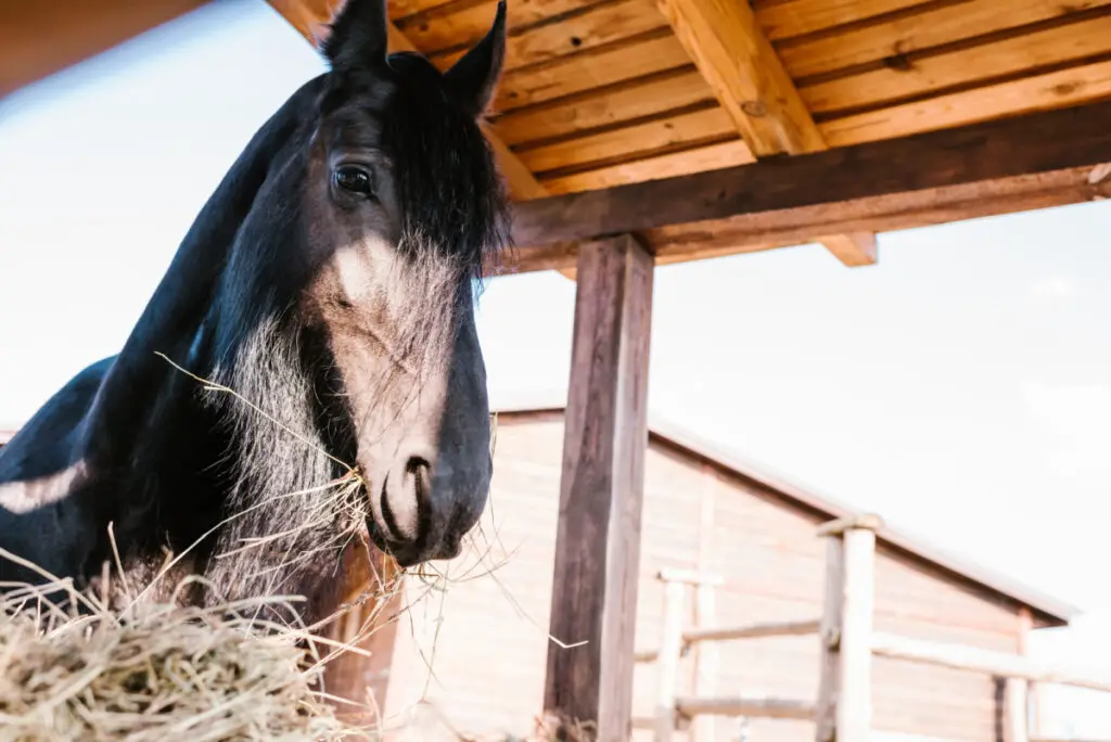 Can Horses Eat Peanuts? 