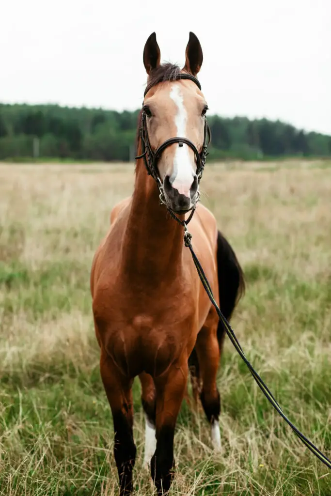 What Kind Of Paint To Use On A Horse Trailer