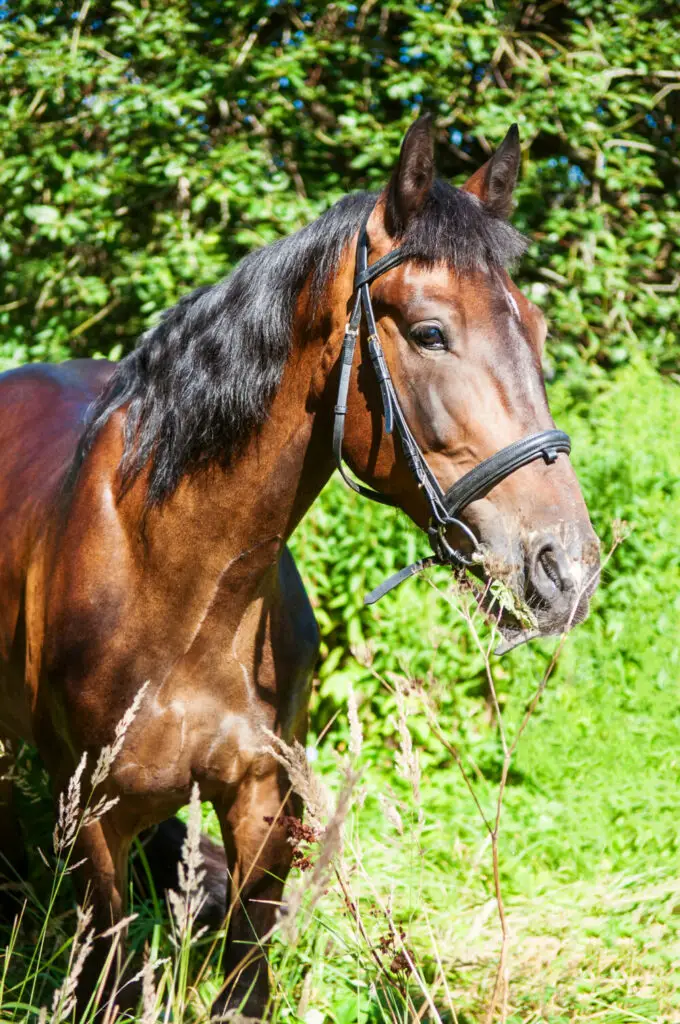 Benefits Of Eggs To Horses