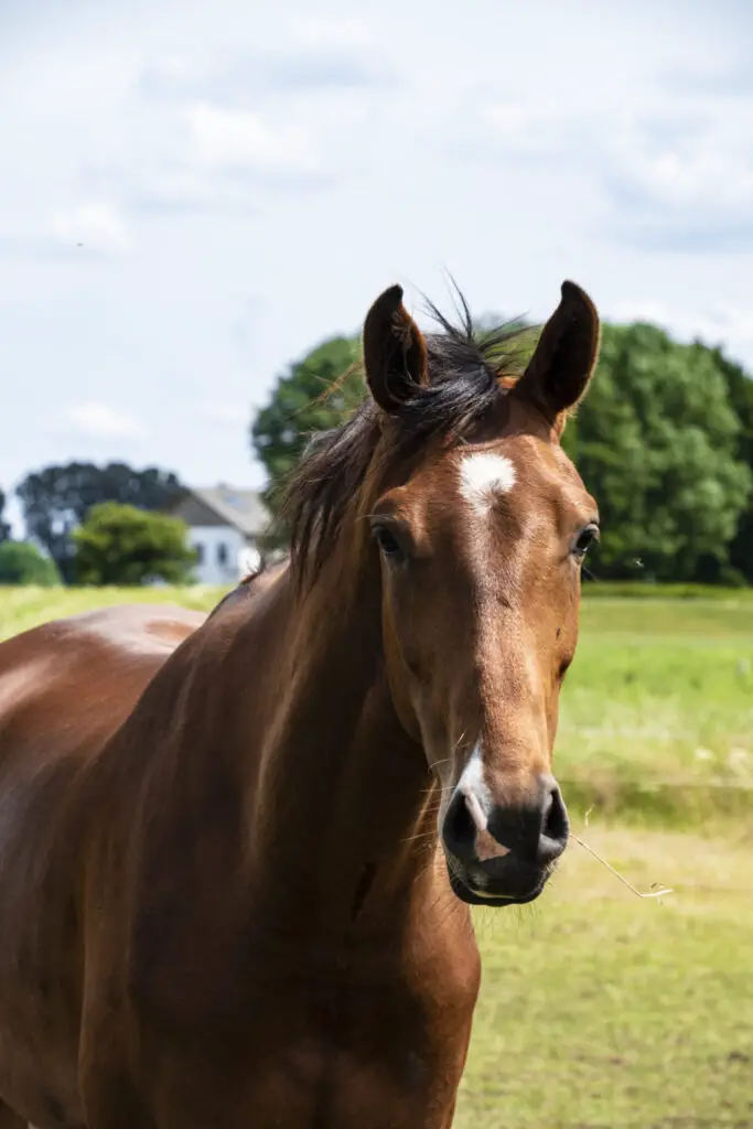 what-kind-of-paint-to-use-on-a-horse-trailer-3-best-types-petcosset