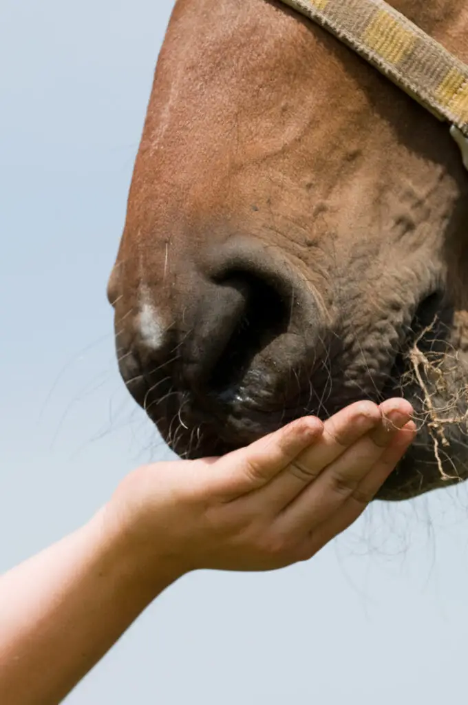 Steps On How To Feed Horses