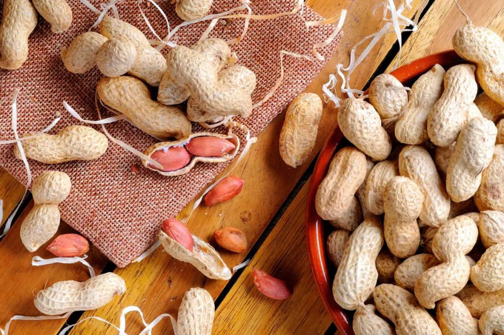 Horses eating peanuts 