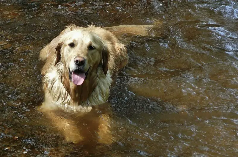 How do I protect my inflatable pool from my dog