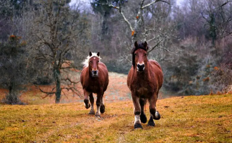 can horses eat peanuts