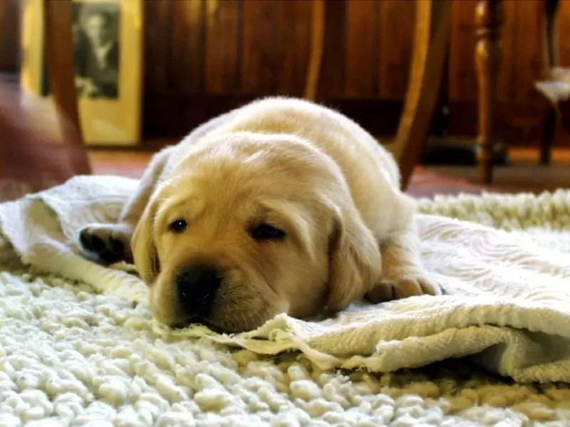 dog eating carpet