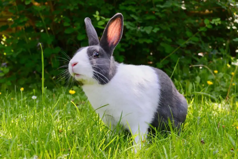 backpack to travel with rabbit