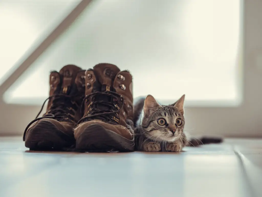 how to get cat urine out of shoes