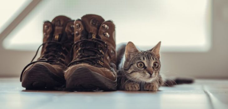 How To Get Cat Urine Out Of Shoes Step By Step Guide