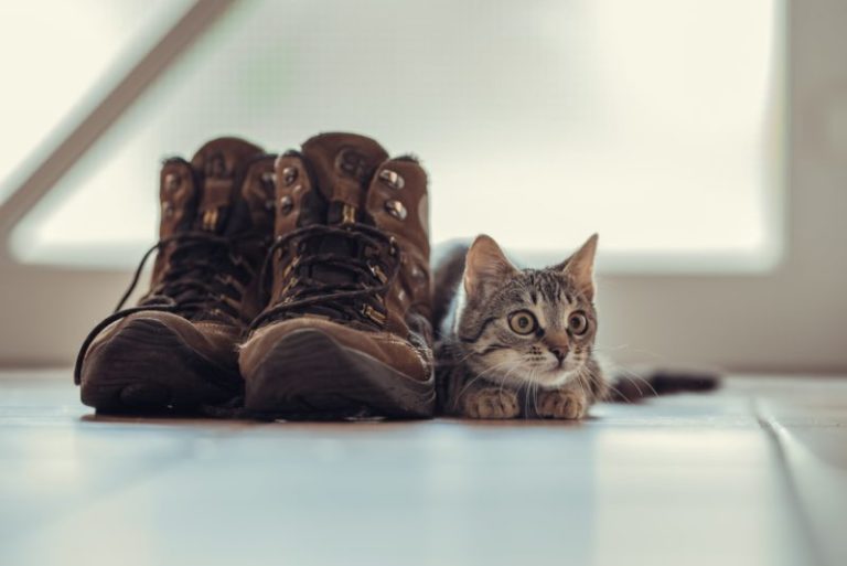 How To Get Cat Urine Out Of Shoes: Step-By-Step Guide