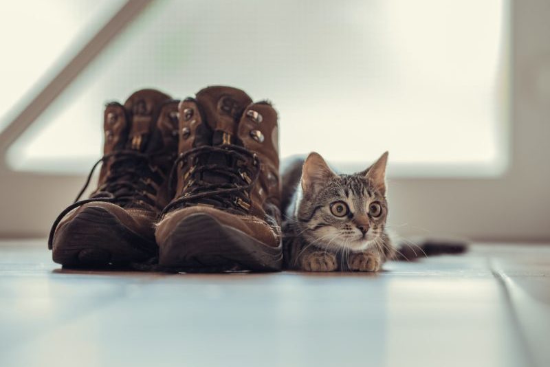 how to get cat urine out of shoes