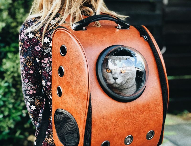 Backpack to Travel With Cat