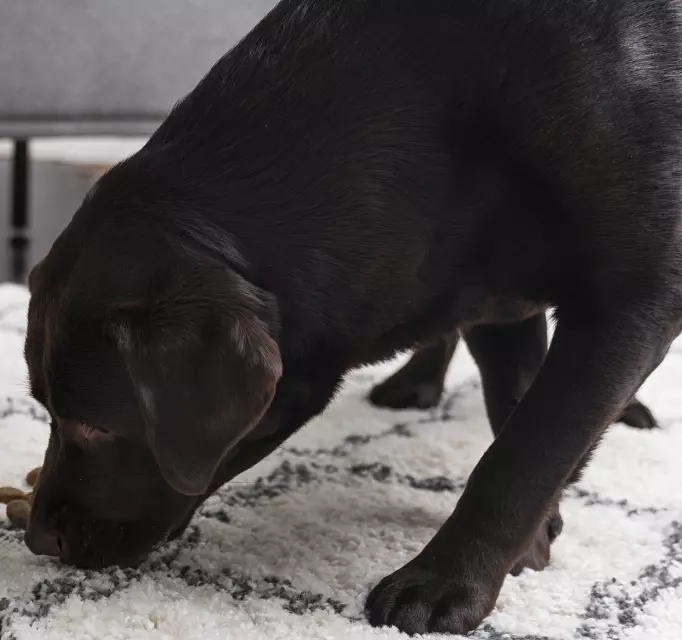 stop dog from eating carpet