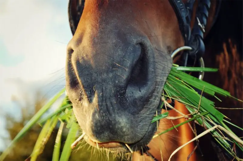 timothy pellets vs alfalfa pellets