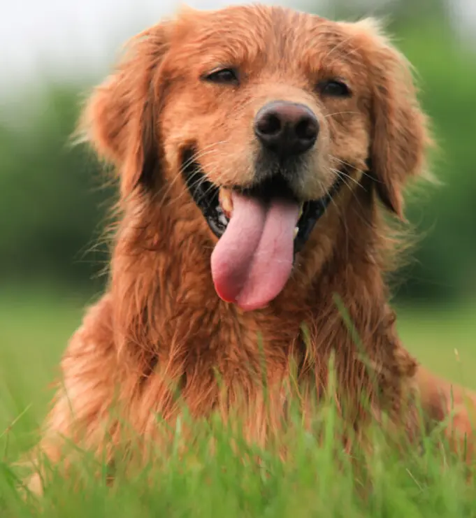 vitamins help boost the immune system in your dog