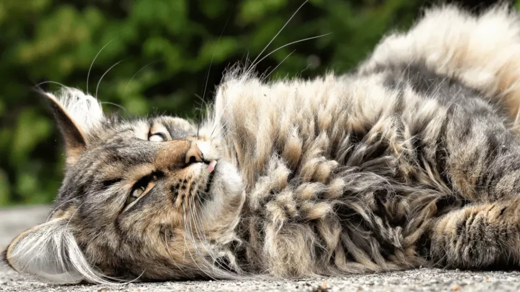 why cats pull out their hair