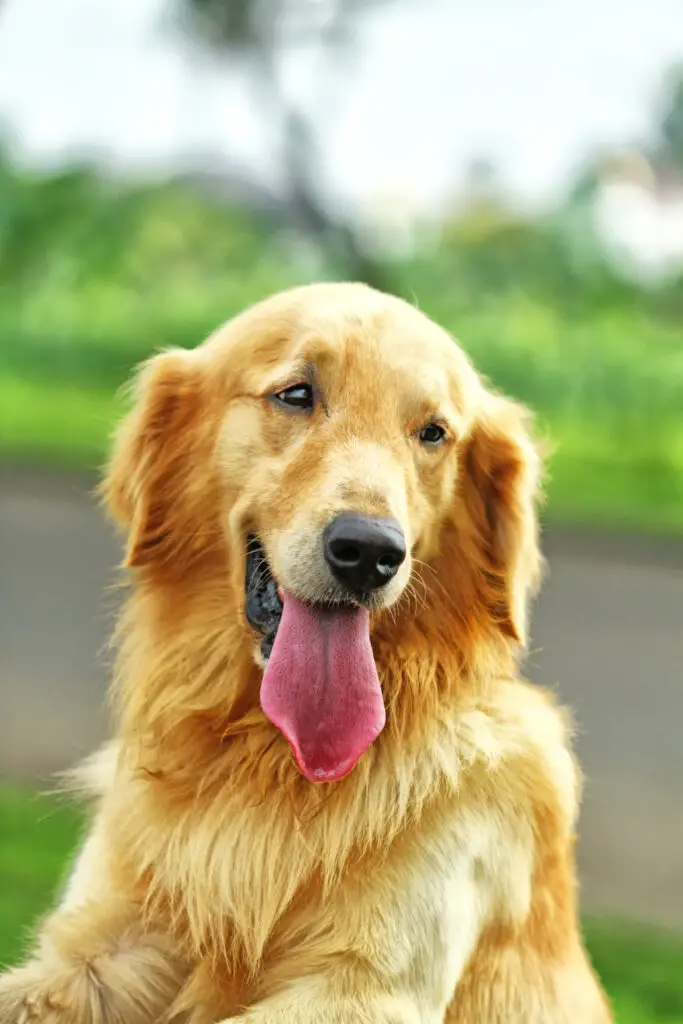 How To Groom A Dog At Home And What You Need