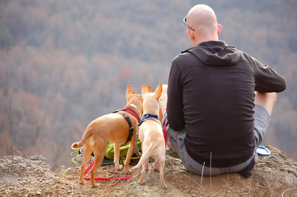 Tips For Overlanding And Camping With Your Pet
