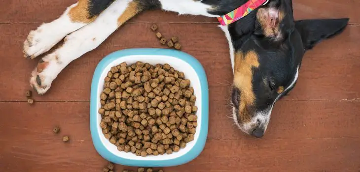 how to get a rescue dog to eat