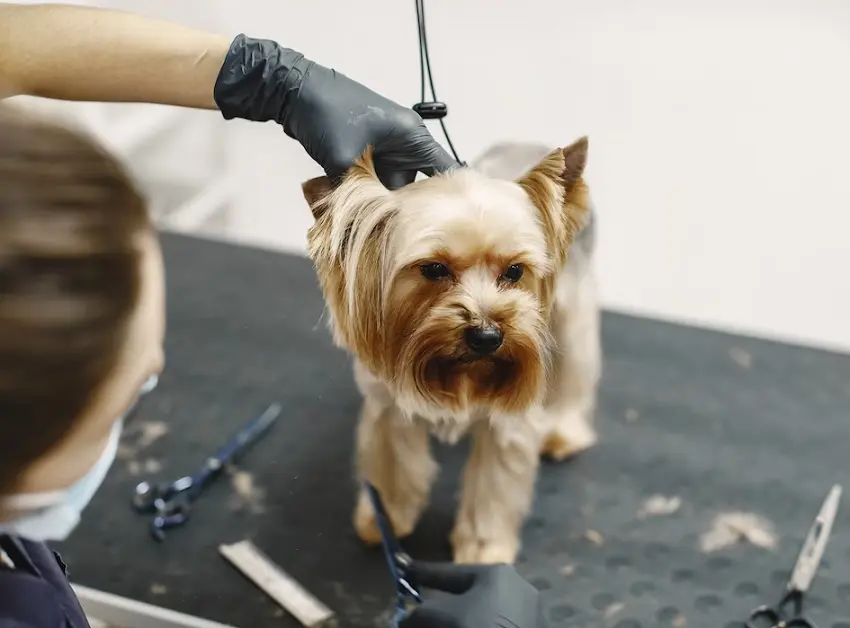 dog grooming equipment