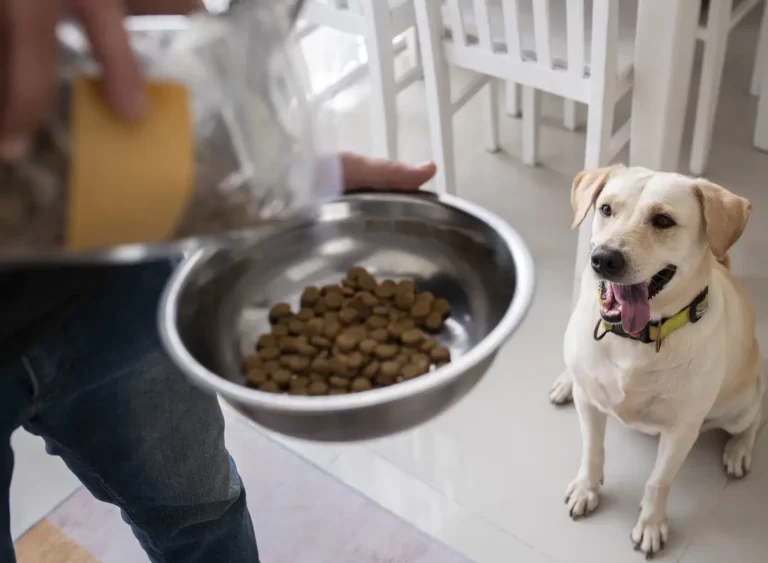 Dog Food: Dry or Wet. How Much to Feed Your Dog