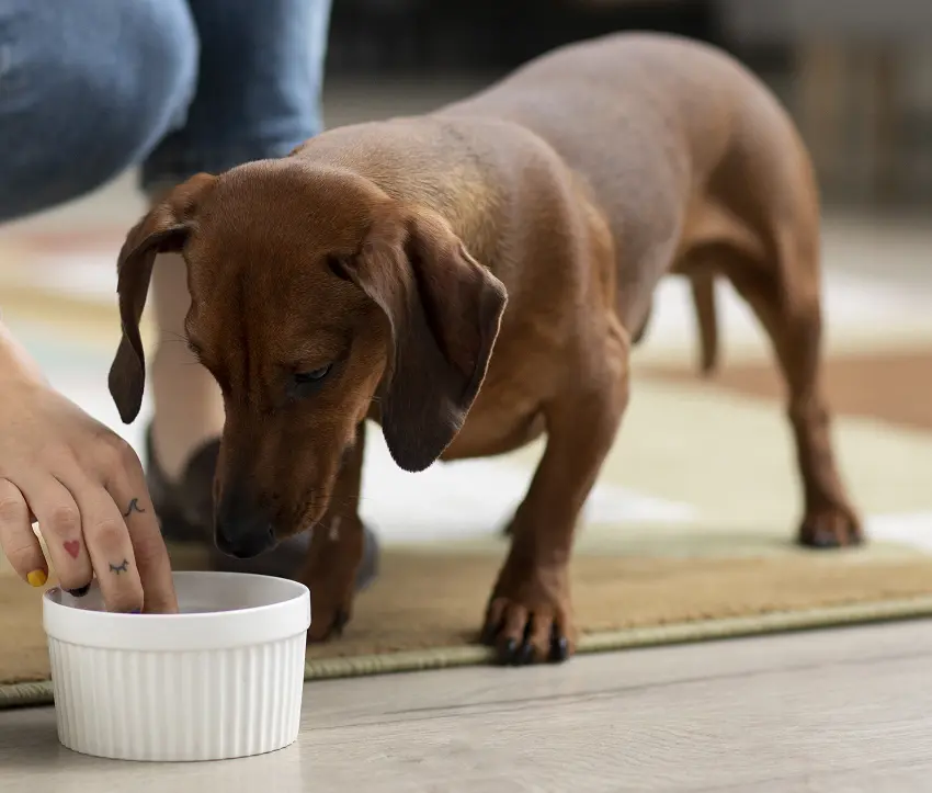 How to encourage a rescue dog to eat