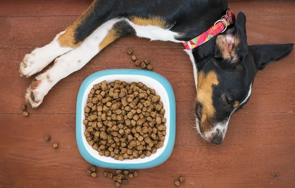 how to get a rescue dog to eat