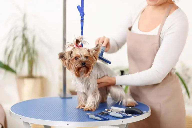 How To Groom A Dog At Home And What You Need