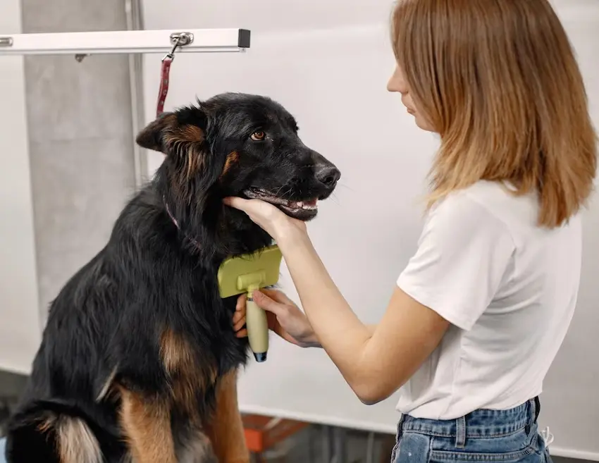 how to groom a dog at home