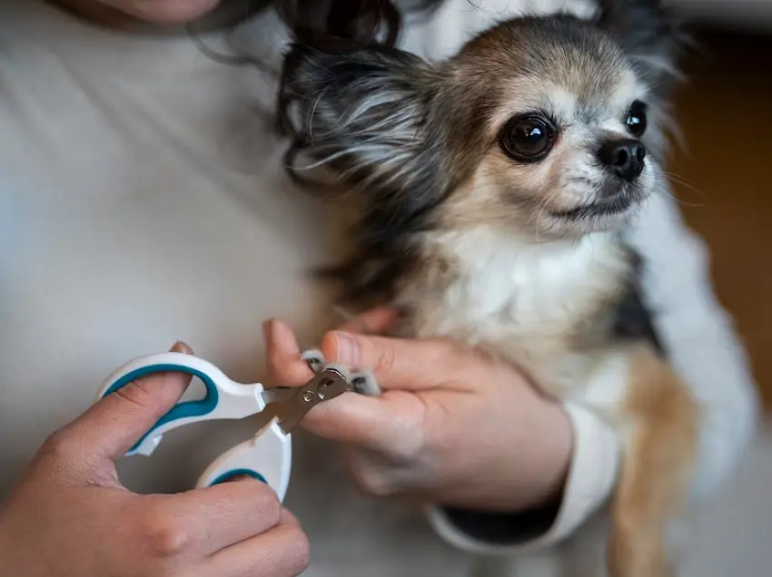 nail clippers dog