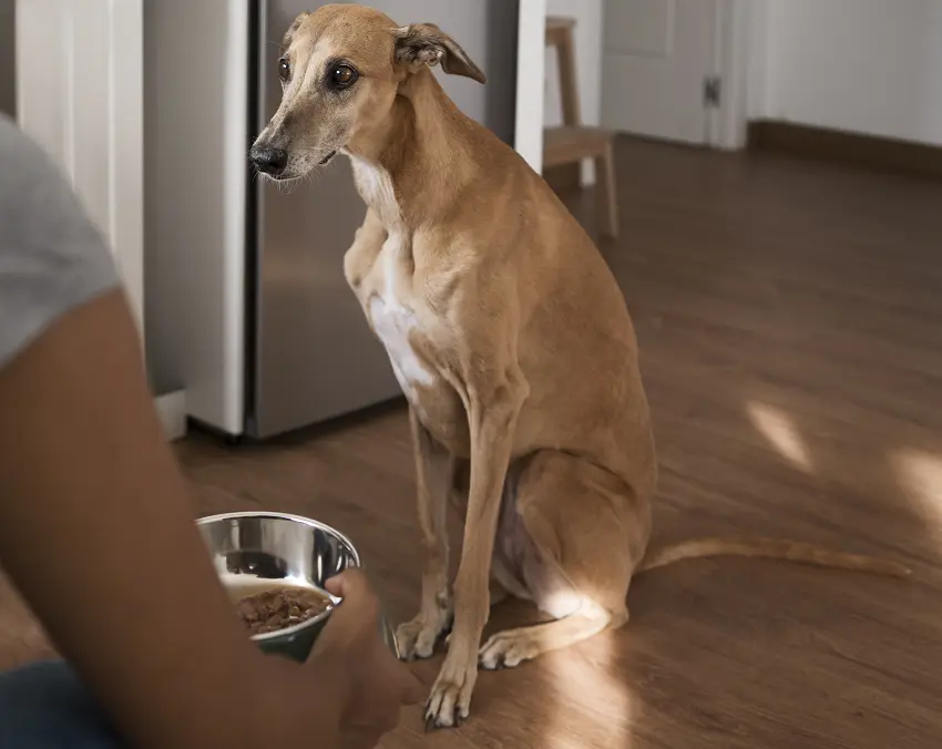 rescue dog not eating