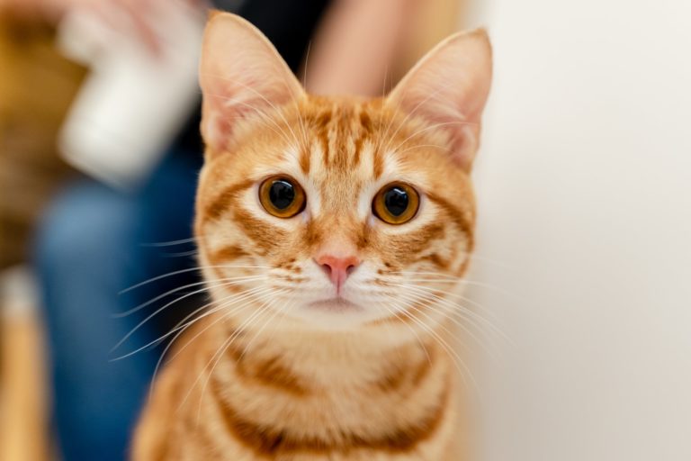 What Is The Most Expensive Cat? 8 Precious Breeds