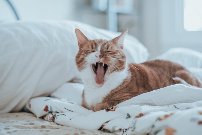 why does my cat yawn so much