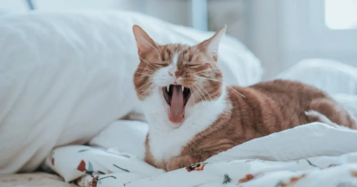 why does my cat yawn so much