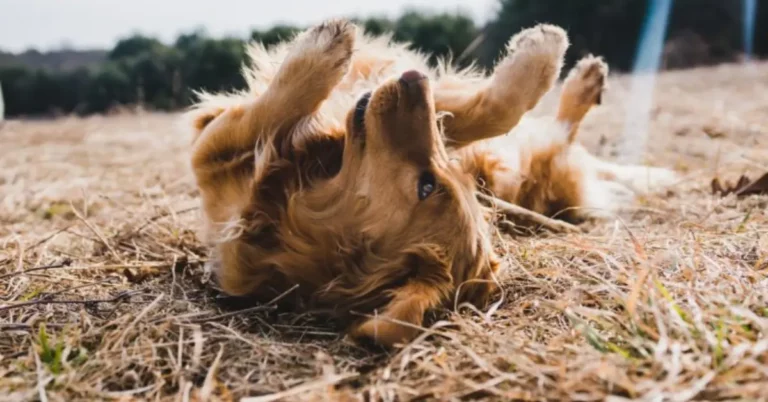 Why Does My Dog Roll In The Dirt? Here Are 5 Possible Reasons