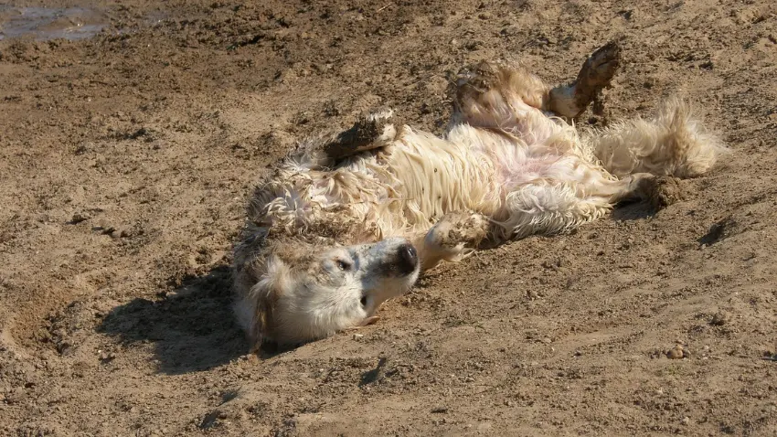 Why dogs love rolling in the dirt