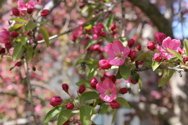 Are crab apple trees poisonous to horses