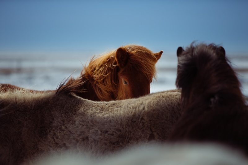 Can horses eat parsnips